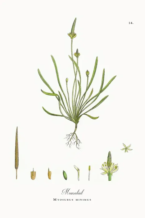 Framed Print : Beautifully Restored, Antique Engraved and Hand-Colored Victorian Botanical Illustration, 1863 Framed Print : Beautifully Restored, Antique Engraved and Hand-Colored Victorian Botanical Illustration, 1863