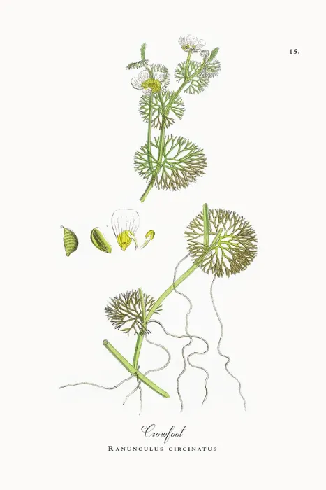 Framed Print : Beautifully Restored, Antique Engraved and Hand-Colored Victorian Botanical Illustration, 1863 Framed Print : Beautifully Restored, Antique Engraved and Hand-Colored Victorian Botanical Illustration, 1863