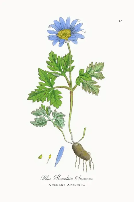 Framed Print : Beautifully Restored, Antique Engraved and Hand-Colored Victorian Botanical Illustration, 1863 Framed Print : Beautifully Restored, Antique Engraved and Hand-Colored Victorian Botanical Illustration, 1863