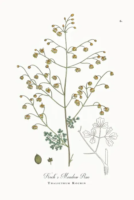 Framed Print : Beautifully Restored, Antique Engraved and Hand-Colored Victorian Botanical Illustration, 1863 Framed Print : Beautifully Restored, Antique Engraved and Hand-Colored Victorian Botanical Illustration, 1863