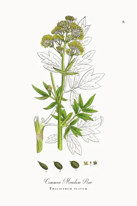 Framed Print : Beautifully Restored, Antique Engraved and Hand-Colored Victorian Botanical Illustration, 1863 Framed Print : Beautifully Restored, Antique Engraved and Hand-Colored Victorian Botanical Illustration, 1863