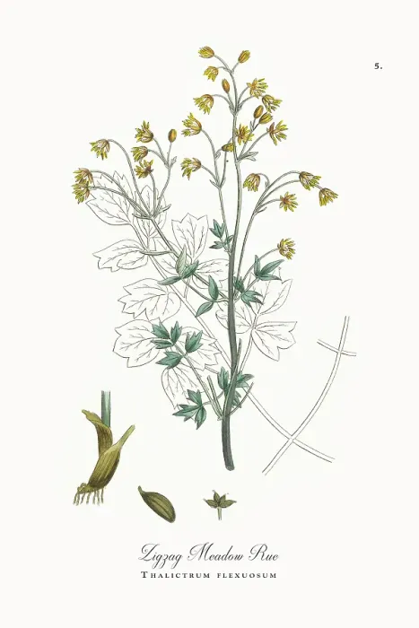 Framed Print : Beautifully Restored, Antique Engraved and Hand-Colored Victorian Botanical Illustration, 1863 Framed Print : Beautifully Restored, Antique Engraved and Hand-Colored Victorian Botanical Illustration, 1863