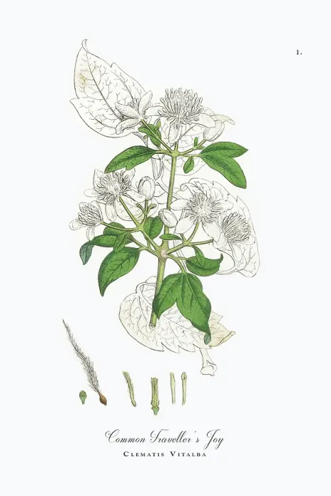 Framed Print : Beautifully Restored, Antique Engraved and Hand-Colored Victorian Botanical Illustration, 1863 Framed Print : Beautifully Restored, Antique Engraved and Hand-Colored Victorian Botanical Illustration, 1863