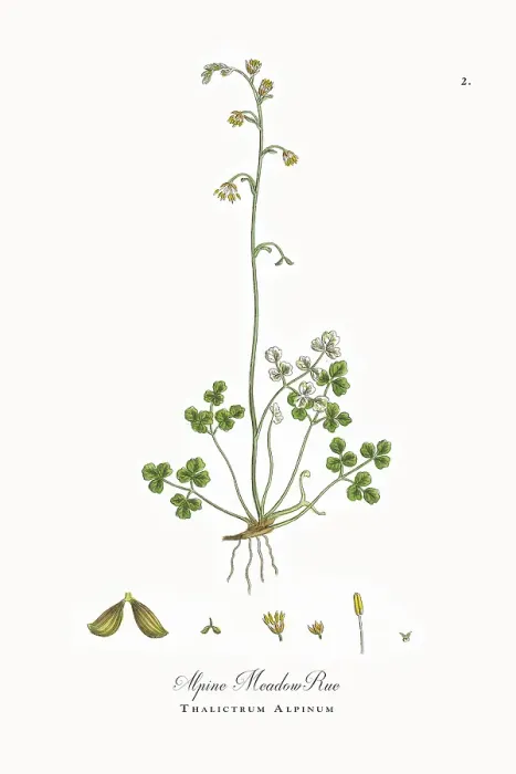 Framed Print : Beautifully Restored, Antique Engraved and Hand-Colored Victorian Botanical Illustration, 1863 Framed Print : Beautifully Restored, Antique Engraved and Hand-Colored Victorian Botanical Illustration, 1863