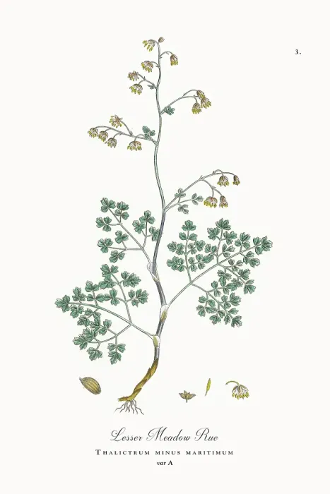 Framed Print : Beautifully Restored, Antique Engraved and Hand-Colored Victorian Botanical Illustration, 1863 Framed Print : Beautifully Restored, Antique Engraved and Hand-Colored Victorian Botanical Illustration, 1863