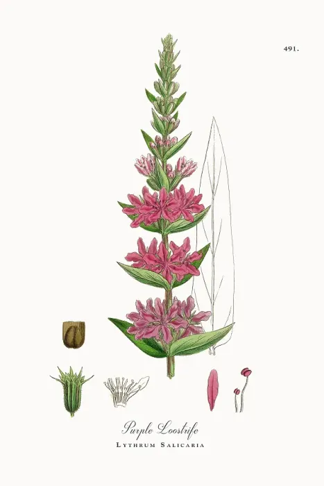Framed Print : Beautifully Restored, Antique Engraved and Hand-Colored Victorian Botanical Illustration, 1863 Framed Print : Beautifully Restored, Antique Engraved and Hand-Colored Victorian Botanical Illustration, 1863