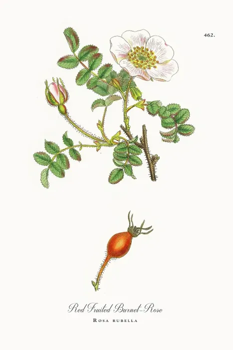 Framed Print : Beautifully Restored, Antique Engraved and Hand-Colored Victorian Botanical Illustration, 1863 Framed Print : Beautifully Restored, Antique Engraved and Hand-Colored Victorian Botanical Illustration, 1863