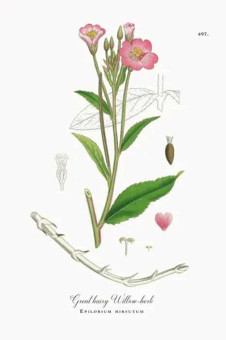 Framed Print : Beautifully Restored, Antique Engraved and Hand-Colored Victorian Botanical Illustration, 1863 Framed Print : Beautifully Restored, Antique Engraved and Hand-Colored Victorian Botanical Illustration, 1863