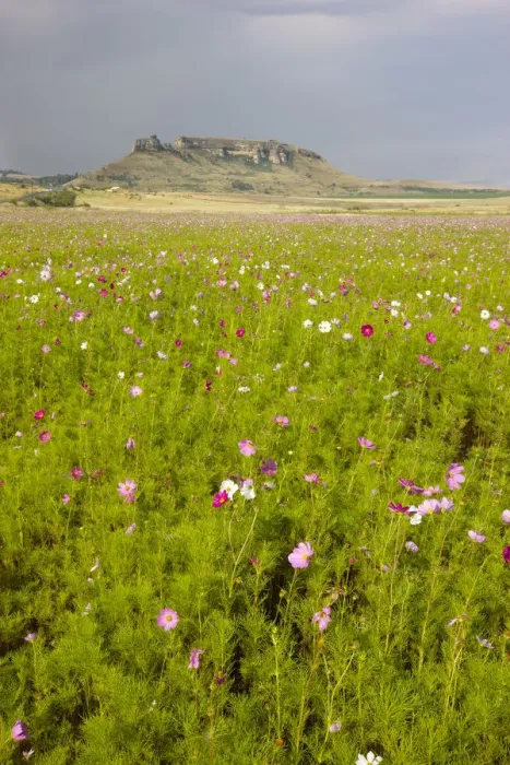 Framed Print : beauty in nature, blossom, cosmos flower, day, free state province, idyllic, landscape