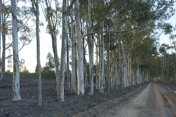 beauty in nature, blue gum, color image, colour image, countryside, day, diminishing perspective