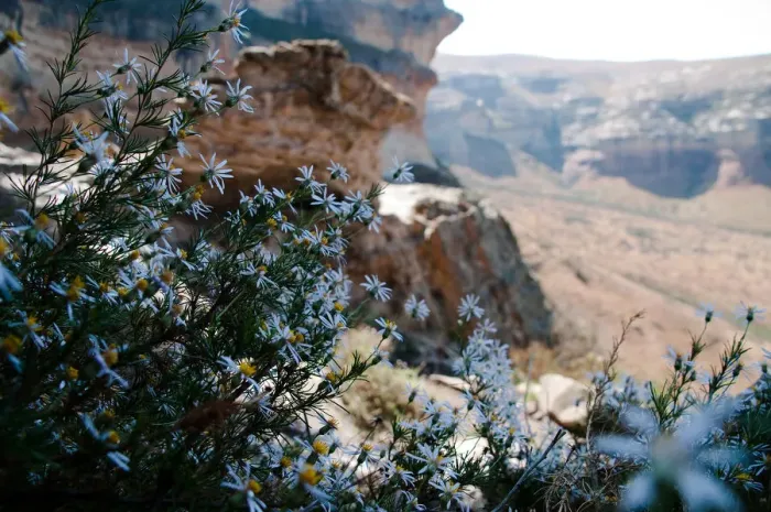Framed Print : beauty in nature, botany, day, free state province, freshness, geology, golden gate