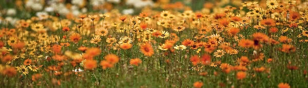 beauty in nature, breeze, cape town, color image, colour image, daisies, day, display