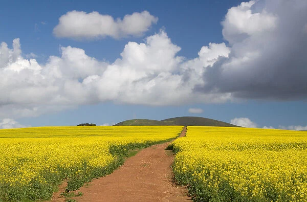 beauty in nature, canola, cloudscape, color image, day, diminishing perspective, dirt road