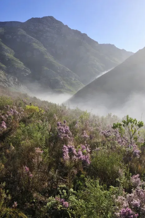 Framed Print : beauty in nature, cape floral kingdom, color image, day, fog, idyllic, landscape