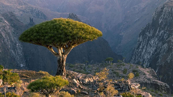 beauty in nature, cliff, color image, copy space, craggy, day, dixam plateau, dragon blood tree