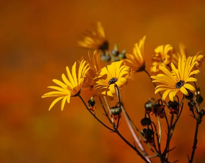 Framed Print : Beauty in Nature, Close- up, Color, Colour, Copy space, Early morning, Flowers, Focus on foreground Framed Print : Beauty in Nature, Close- up, Color, Colour, Copy space, Early morning, Flowers, Focus on foreground
