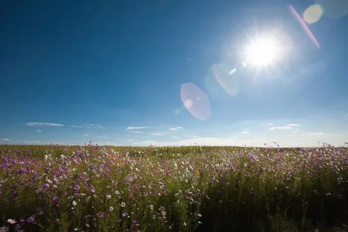 Framed Print : beauty in nature, cosmos, day, field, horizon over land, horizontal, idyllic, kwazulu-natal Framed Print : beauty in nature, cosmos, day, field, horizon over land, horizontal, idyllic, kwazulu-natal