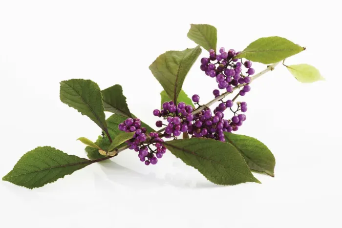 Framed Print : Beautyberry -Callicarpa giraldii-