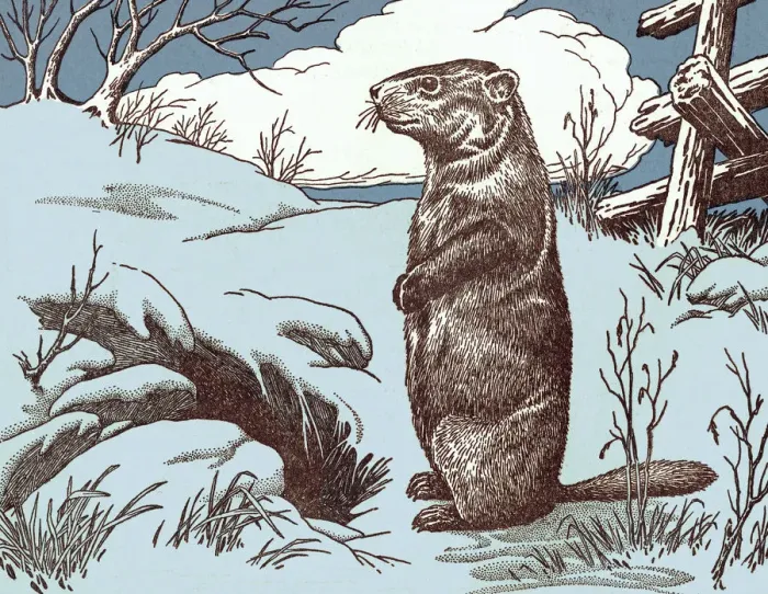 Framed Print : Beaver. http: / / csaimages.com / images / istockprofile / csa_vector_dsp.jpg Framed Print : Beaver. http: / / csaimages.com / images / istockprofile / csa_vector_dsp.jpg