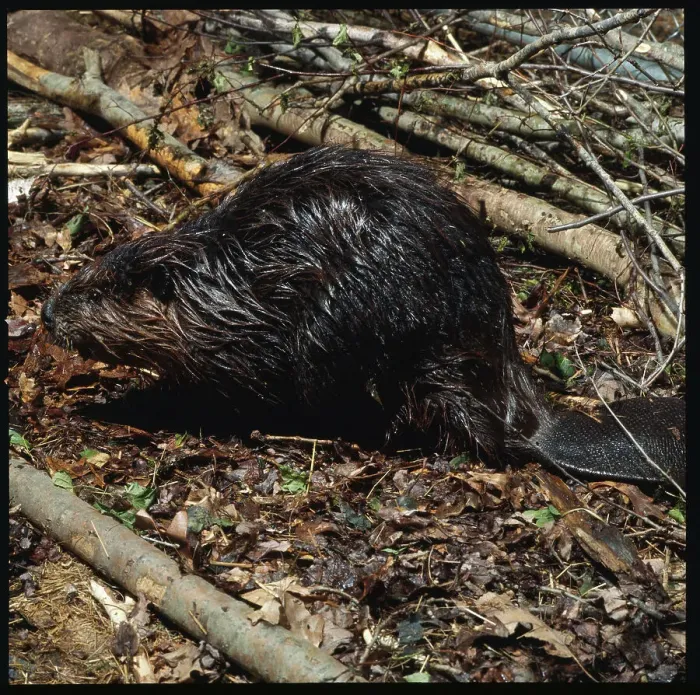 Framed Print : Beaver. (Original Caption). A lone adult wet beaver crouches between logs Framed Print : Beaver. (Original Caption). A lone adult wet beaver crouches between logs