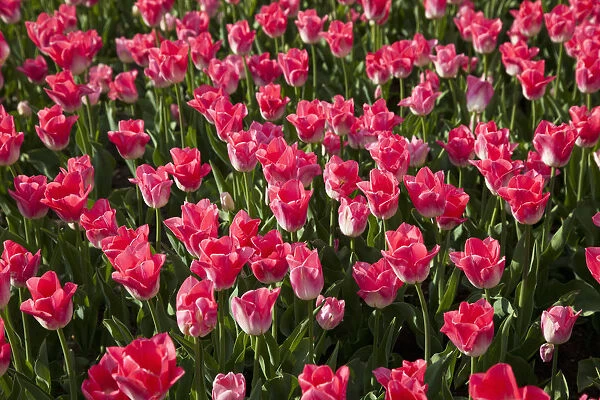 Bed of pink Tulips -Tulipa-