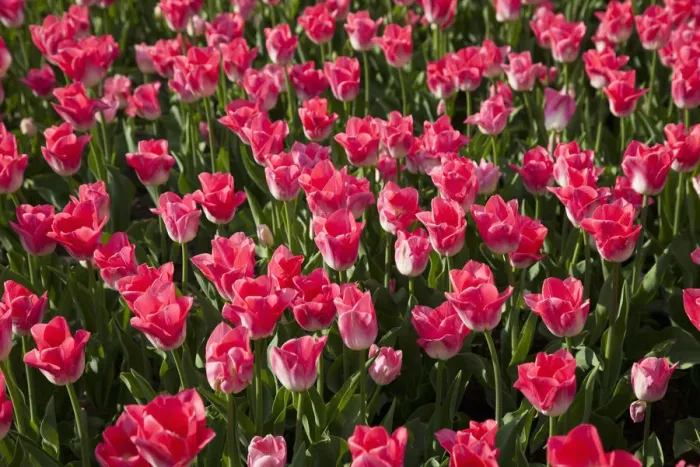 Framed Print : Bed of pink Tulips -Tulipa- Framed Print : Bed of pink Tulips -Tulipa-