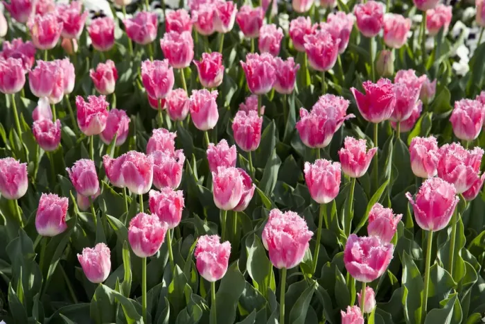 Framed Print : Bed of pink Tulips -Tulipa- Framed Print : Bed of pink Tulips -Tulipa-
