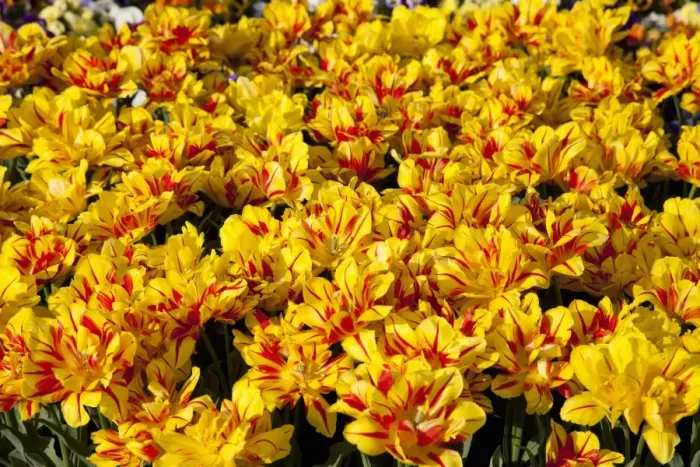 Framed Print : Bed of yellow and red Tulips -Tulipa- Framed Print : Bed of yellow and red Tulips -Tulipa-