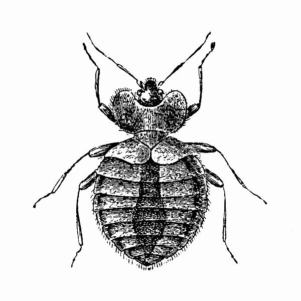 Bedbug (Cimex Lectularius)