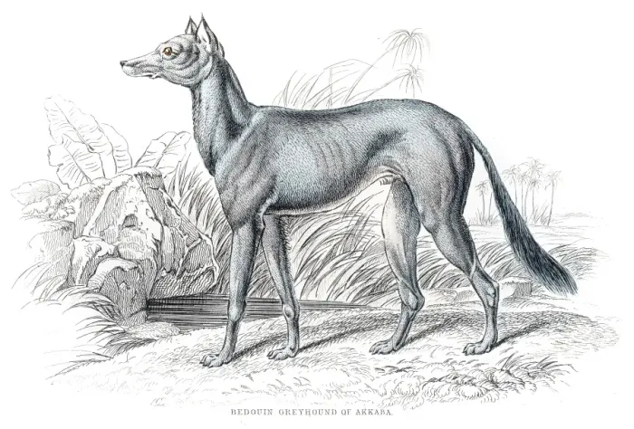 Framed Print : Bedouin greyhound engraving 1840 Framed Print : Bedouin greyhound engraving 1840