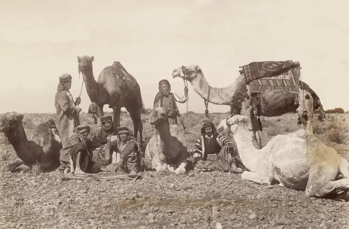 Framed Print : Bedouins Rest with Their Camels Framed Print : Bedouins Rest with Their Camels