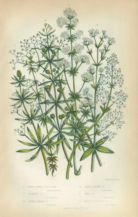 Framed Print : Bedstraw, Galium, Heath, Victorian Botanical Illustration
