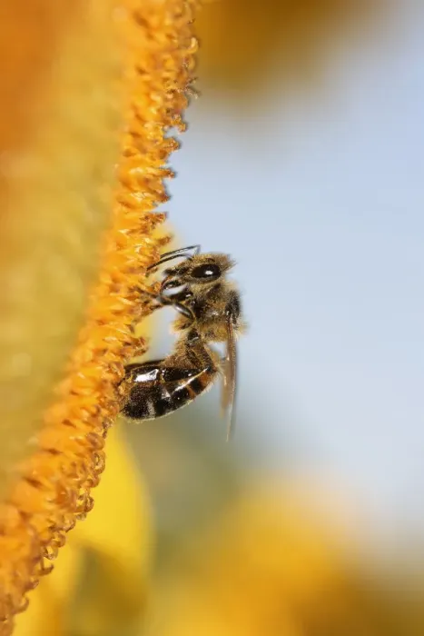 Framed Print : Bee -Apiformes- on a sunflower -Helantus-