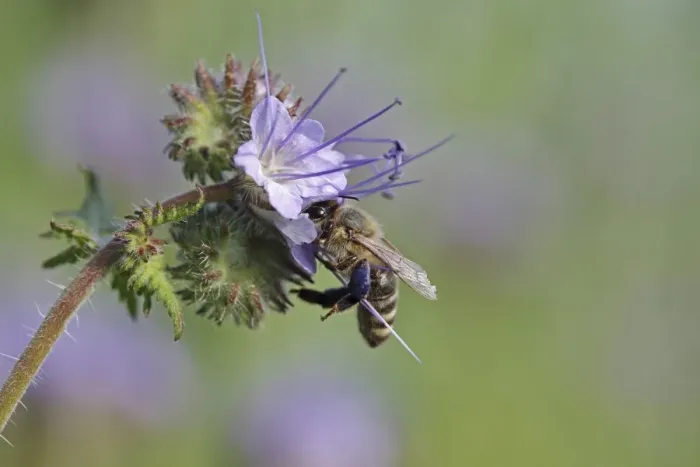 Framed Print : Bee -Apis sp. -, on a purple flower, Phacelia, Scorpionweed or Heliotrope -Phacelia sp. -, Baden-Wuerttemberg, Germany, Europe