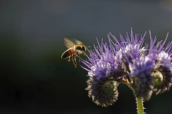 Bee -Apis sp. -, on a purple flower, Phacelia, Scorpionweed or Heliotrope -Phacelia sp. -, Baden-Wuerttemberg, Germany, Europe