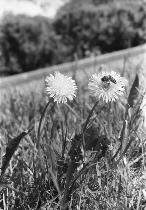 Framed Print : Bee on dandelion Framed Print : Bee on dandelion
