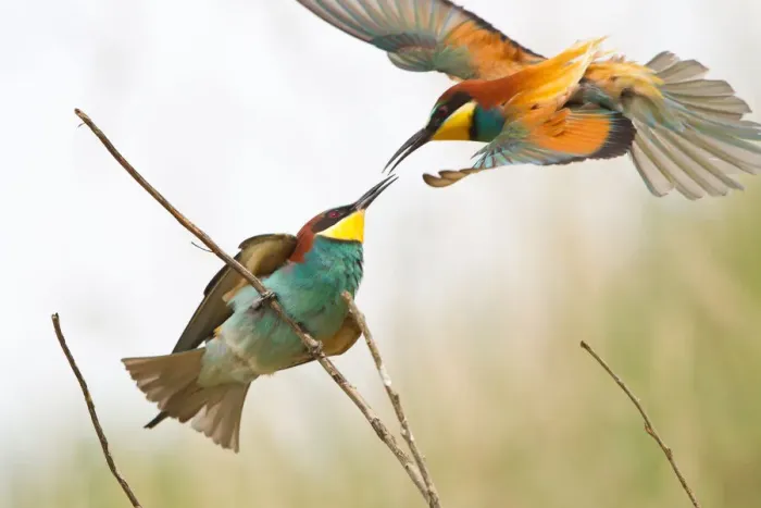 Framed Print : Bee-eater -Merops apiaster- approaching a twig, Saxony-Anhalt, Germany Framed Print : Bee-eater -Merops apiaster- approaching a twig, Saxony-Anhalt, Germany
