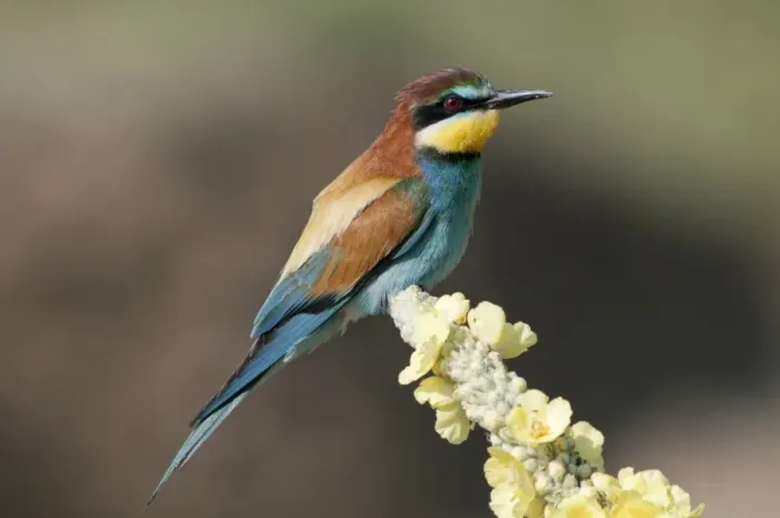Framed Print : Bee-eater -Merops apiaster- on mullein flower, Lake Kerkini region, Greece, Europe Framed Print : Bee-eater -Merops apiaster- on mullein flower, Lake Kerkini region, Greece, Europe