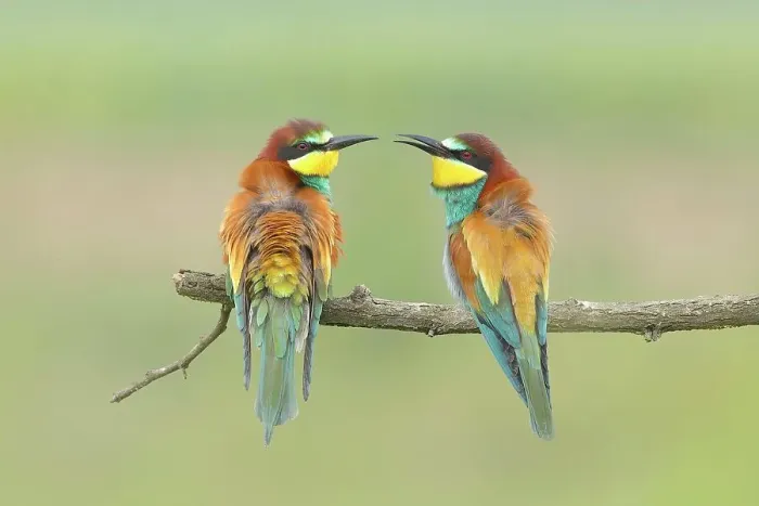 Framed Print : Bee-eater (Merops apiaster) pair, sitting on a branch, Lake Neusiedl National Park, Seewinkel, Burgenland, Austria Framed Print : Bee-eater (Merops apiaster) pair, sitting on a branch, Lake Neusiedl National Park, Seewinkel, Burgenland, Austria