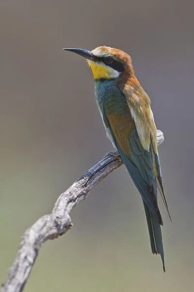 Bee-eater (Merops apiaster), sits on a branch, Rhineland-Palatinate, Germany