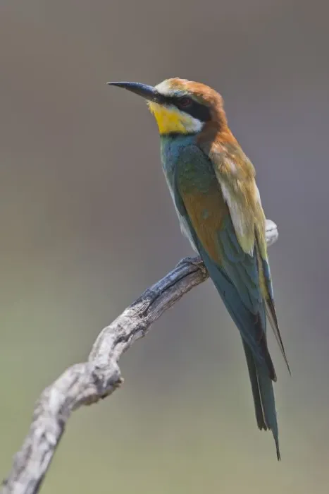 Framed Print : Bee-eater (Merops apiaster), sits on a branch, Rhineland-Palatinate, Germany Framed Print : Bee-eater (Merops apiaster), sits on a branch, Rhineland-Palatinate, Germany
