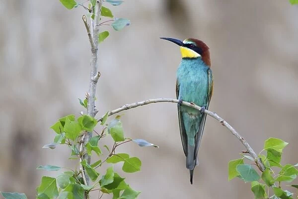 Bee-eater -Merops apiaster- sitting on twig, Saxony-Anhalt, Germany