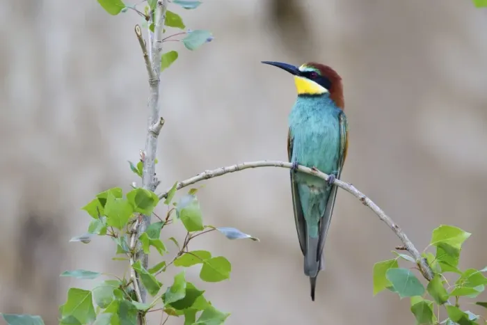 Framed Print : Bee-eater -Merops apiaster- sitting on twig, Saxony-Anhalt, Germany Framed Print : Bee-eater -Merops apiaster- sitting on twig, Saxony-Anhalt, Germany