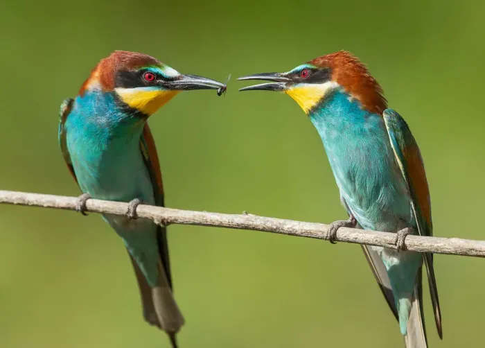 Framed Print : Bee-eater Pearching Pair Framed Print : Bee-eater Pearching Pair