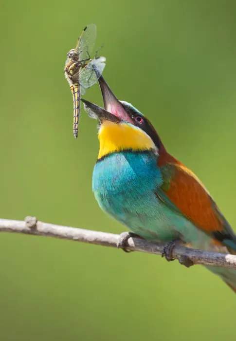 Framed Print : Bee-eater with Prey Framed Print : Bee-eater with Prey