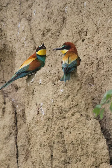 Framed Print : Two bee-eaters -Merops apiaster-, on a breeding wall, Hungary, Europe