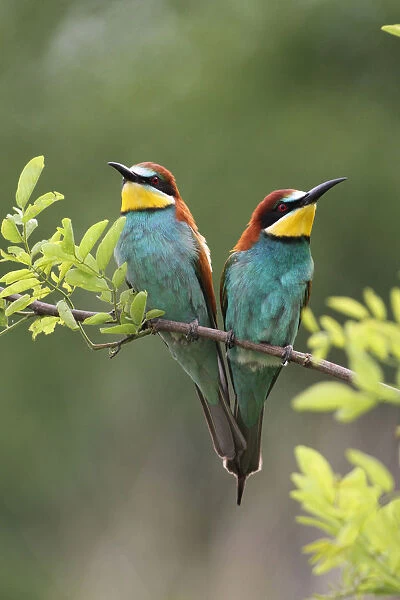Two bee-eaters -Merops apiaster-, Hungary, Europe
