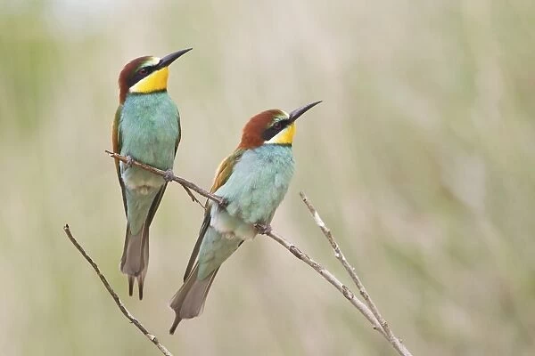 Two Bee-eaters -Merops apiaster- perched on a twig, Saxony-Anhalt, Germany