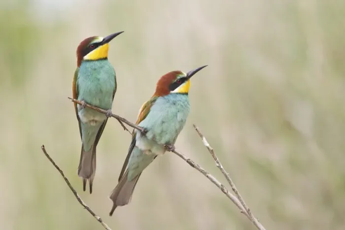 Framed Print : Two Bee-eaters -Merops apiaster- perched on a twig, Saxony-Anhalt, Germany Framed Print : Two Bee-eaters -Merops apiaster- perched on a twig, Saxony-Anhalt, Germany