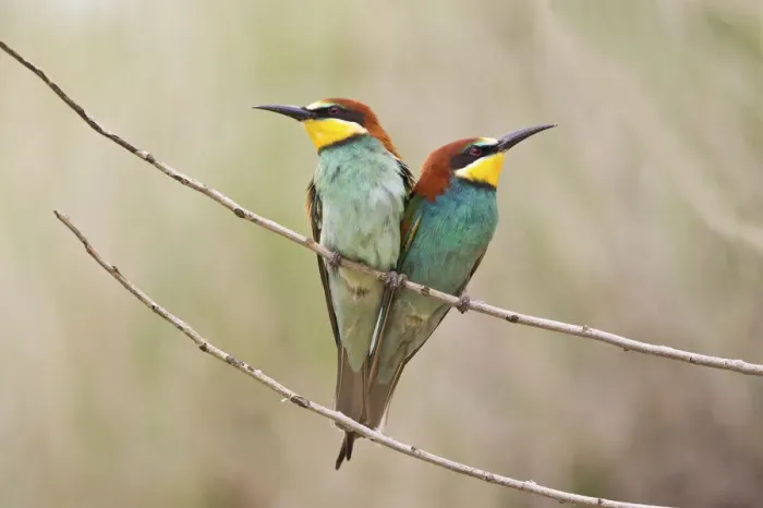 Framed Print : Two Bee-eaters -Merops apiaster- perched on a twig, Saxony-Anhalt, Germany Framed Print : Two Bee-eaters -Merops apiaster- perched on a twig, Saxony-Anhalt, Germany